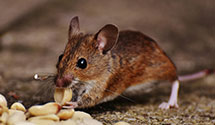 24 Hour & Emergency Exterminators in Nc Library, NC